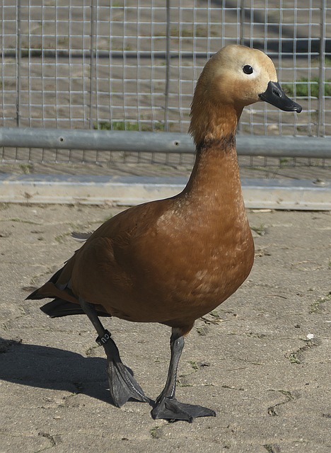 稳定性